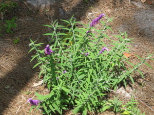 Purple Flowers